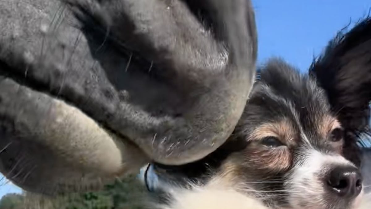 Illustration : "Cette vidéo devenue virale montre la drôle d’interaction ayant eu lieu entre ce chien sauvé d’une situation de thésaurisation et ce cheval issu d’un sauvetage "