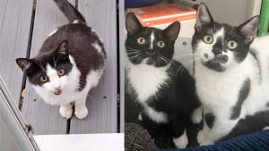 Illustration : Déjà maman de 2 chatons, cette chatte vient chercher l’aide d’une âme bienveillante pour mettre au monde sa nouvelle portée (vidéo)