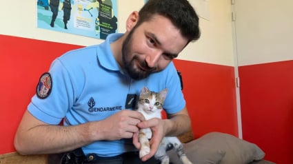 Illustration : « C'est un peu une star maintenant », un chaton sauvé au milieu d'une route trouve une nouvelle famille grâce aux gendarmes 