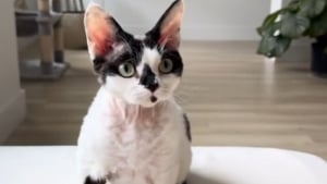 Illustration : "Un chat fraîchement adopté étonne son humain en s'adonnant à un jeu typiquement canin (vidéo)"