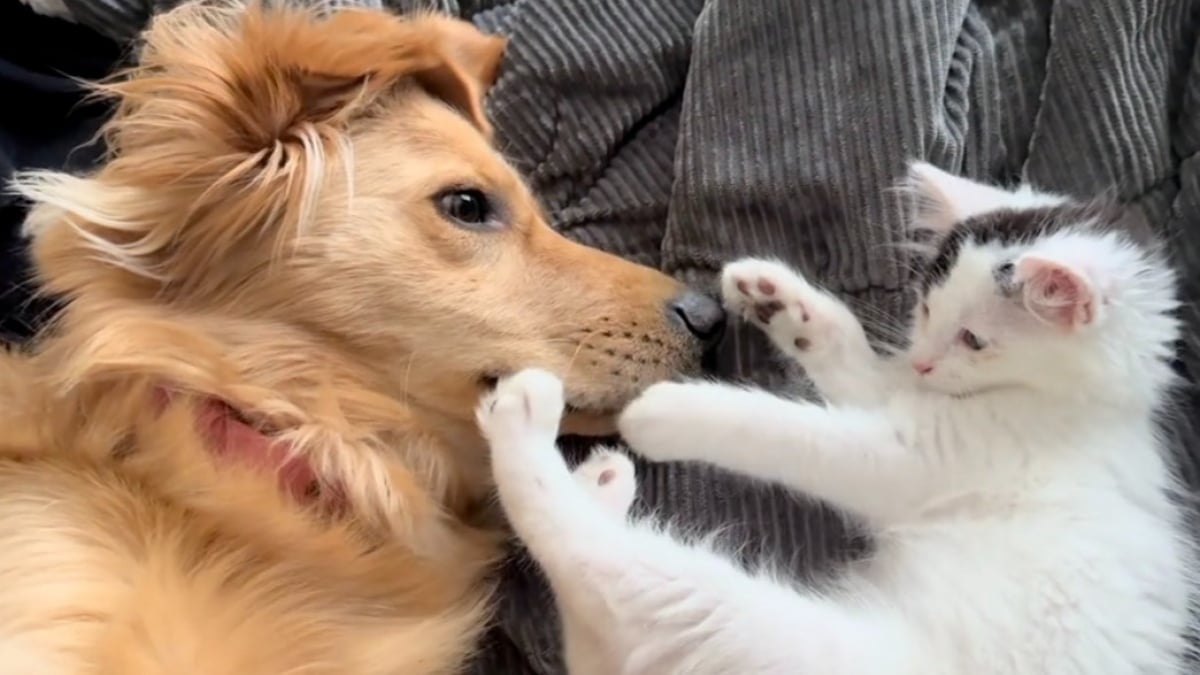 Illustration : "Bien décidé à se rapprocher de sa grande soeur Golden Retriever, ce petit chaton n’a pas hésité à user de son charme pour créer un lien (vidéo)"