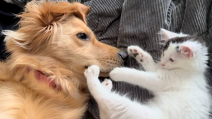 Illustration : Bien décidé à se rapprocher de sa grande soeur Golden Retriever, ce petit chaton n’a pas hésité à user de son charme pour créer un lien (vidéo)