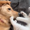 Illustration : Bien décidé à se rapprocher de sa grande soeur Golden Retriever, ce petit chaton n’a pas hésité à user de son charme pour créer un lien (vidéo)