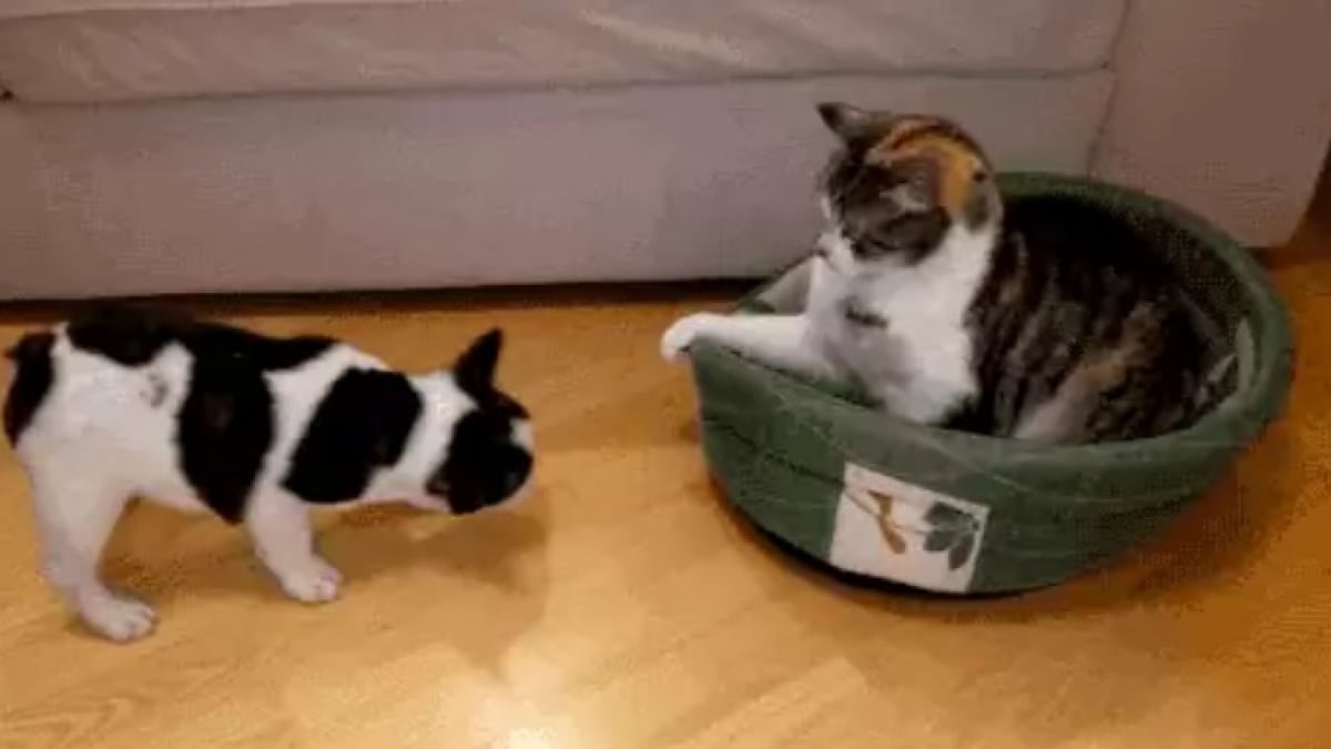 Illustration : "12 photos qui prouvent que nos félins sont les petits chefs de nos maisons"