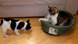 Illustration : "12 photos qui prouvent que nos félins sont les petits chefs de nos maisons"