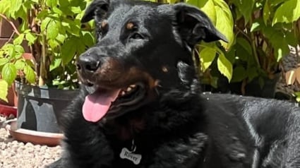 Illustration : Disparu après avoir été effrayé par une montgolfière, ce chien star des réseaux retrouve enfin son foyer