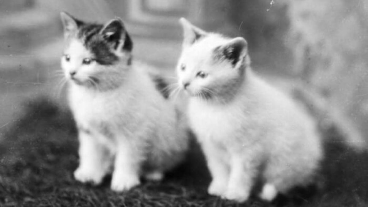 Illustration : "18 photos anciennes dont le héros est toujours un chat"