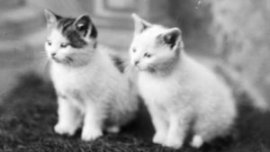 Illustration : 18 photos anciennes dont le héros est toujours un chat
