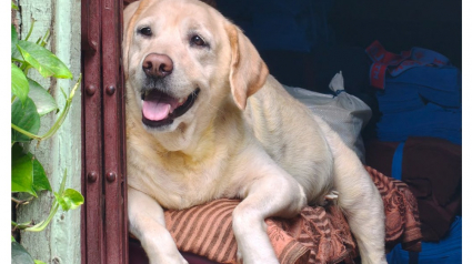 Illustration : 7 signes d&rsquo;allergie saisonni&egrave;re chez le chien  