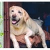 Illustration : 7 signes d’allergie saisonnière chez le chien  