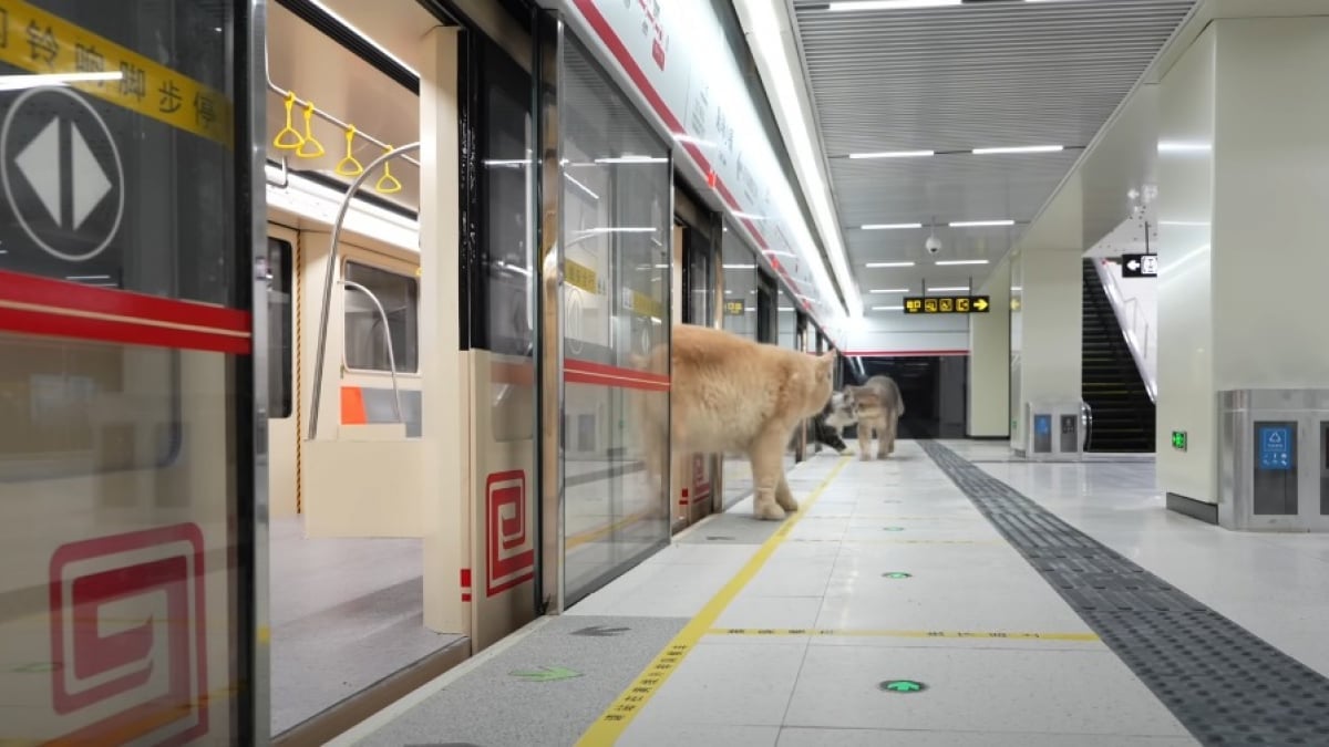 Illustration : "Il crée un métro pour que ses chats puissent circuler partout dans sa maison (vidéo)"