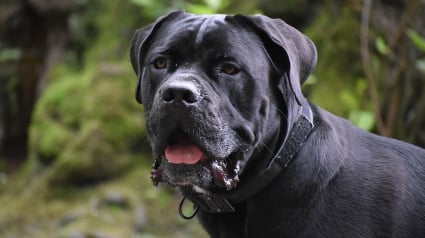 Illustration : Son chien adopté en refuge lui sauve la vie en le prévenant de l’incendie de sa ferme