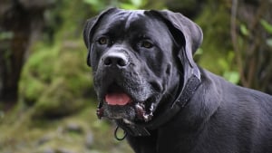 Illustration : "Son chien adopté en refuge lui sauve la vie en le prévenant de l’incendie de sa ferme"
