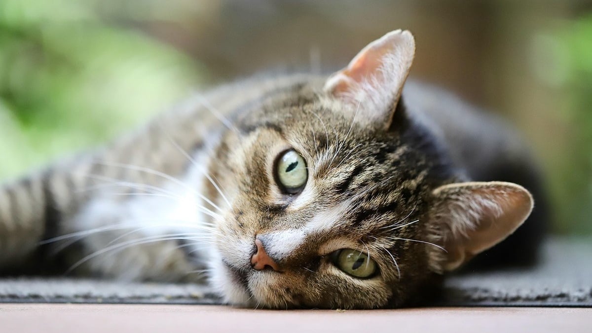 Illustration : "Le chat mascotte d'un commissariat de police se remet courageusement d'un coup violent porté par un individu alcoolisé"