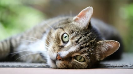 Illustration : Le chat mascotte d'un commissariat de police se remet courageusement d'un coup violent porté par un individu alcoolisé