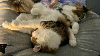 Illustration : Constamment réveillée par ses chats, elle pense qu’ils s’ennuient, puis réalise qu’ils essaient de la sauver