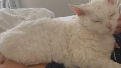 Illustration : « C'est l'amour de ma vie », cette chatte aux caractéristiques uniques est devenue « l'âme soeur » de sa propriétaire