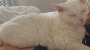 Illustration : "« C'est l'amour de ma vie », cette chatte aux caractéristiques uniques est devenue « l'âme soeur » de sa propriétaire"