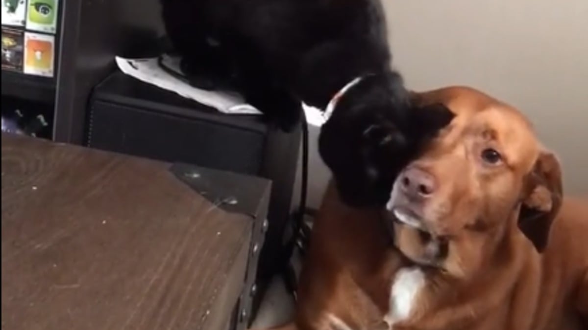Illustration : "Une chatte craintive trouve du réconfort auprès du chien de la famille à qui elle offre un