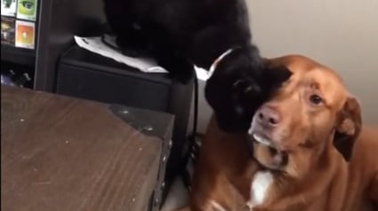 Illustration : Une chatte craintive trouve du réconfort auprès du chien de la famille à qui elle offre un "pétrissage" plein de sens (vidéo)