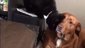 Illustration : "Une chatte craintive trouve du réconfort auprès du chien de la famille à qui elle offre un 