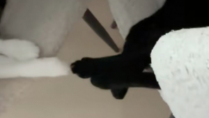 Illustration : "Liés par les griffes lors de leur sieste, ces chats se vouent une confiance mutuelle impressionnante (vidéo)"