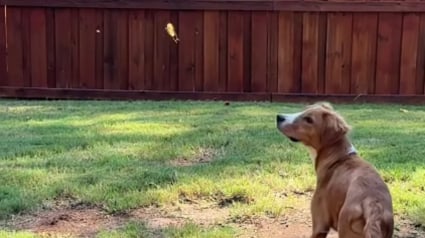 Illustration : Entre papillons et balades en meute, ce chien en quête de renouveau découvre le bonheur en famille d’accueil (vidéo)