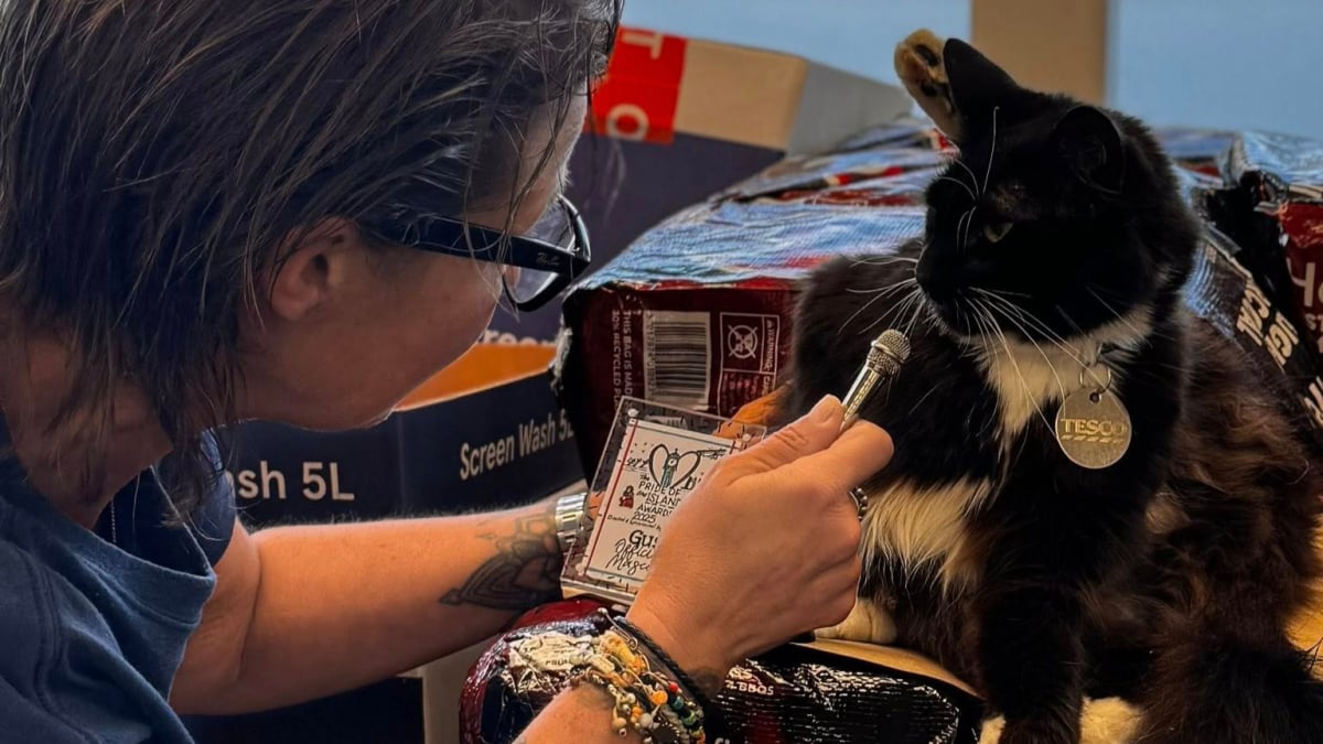 Illustration : "Connu et aimé dans toute la ville, ce chat est élu mascotte officielle d’un concours local"
