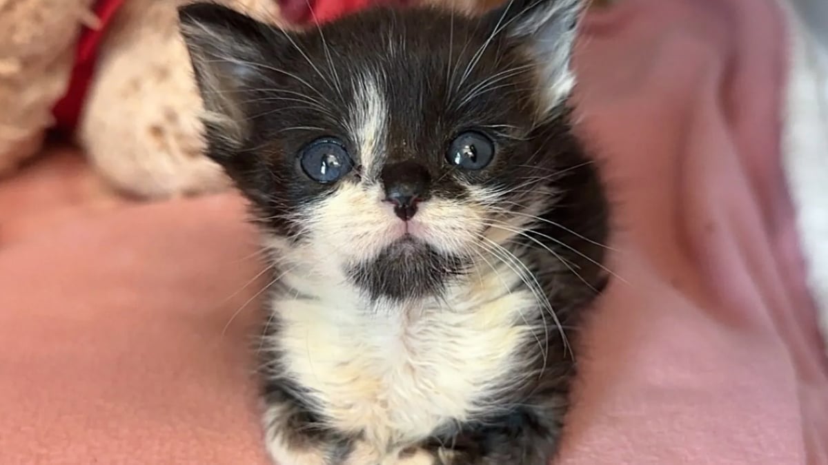 Illustration : "Petit et fragile, ce chaton orphelin trouve du réconfort et la force de se battre auprès d’un vieux matou bienveillant"