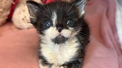 Illustration : Petit et fragile, ce chaton orphelin trouve du réconfort et la force de se battre auprès d’un vieux matou bienveillant