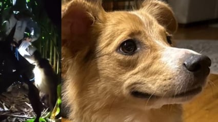 Illustration : Un chien errait depuis des jours la tête coincée dans un bocal, il est enfin sauvé grâce à un drone (vidéo)