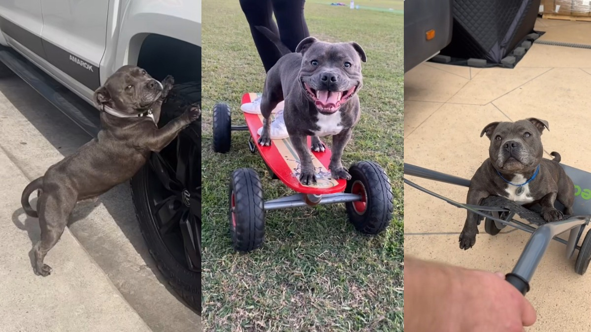 Illustration : "Skate, trottinette ou poussette, ce Staffordshire Bull Terrier a une étonnante passion pour les roues (vidéo)"