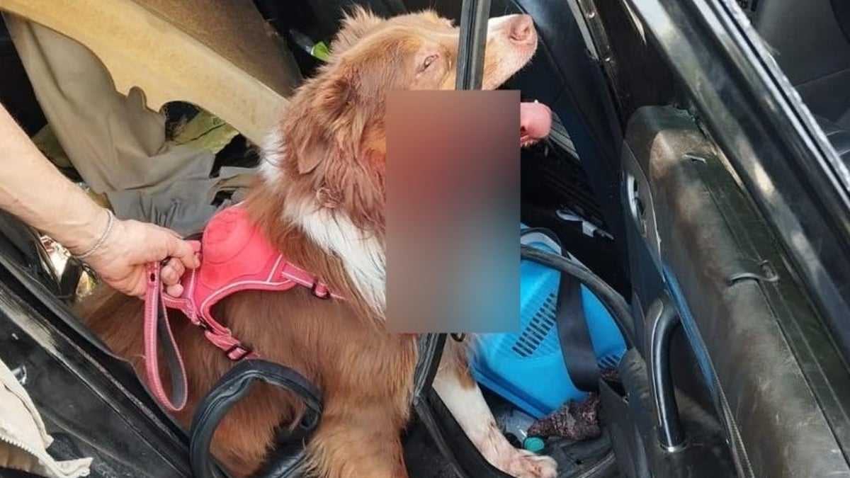 Illustration : "Un chien se blesse en tentant de s'échapper de la voiture surchauffée dans laquelle il était enfermé, la police intervient à temps"