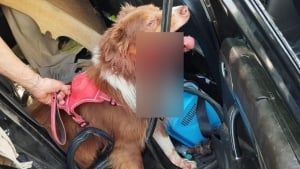 Illustration : Un chien se blesse en tentant de s'échapper de la voiture surchauffée dans laquelle il était enfermé, la police intervient à temps
