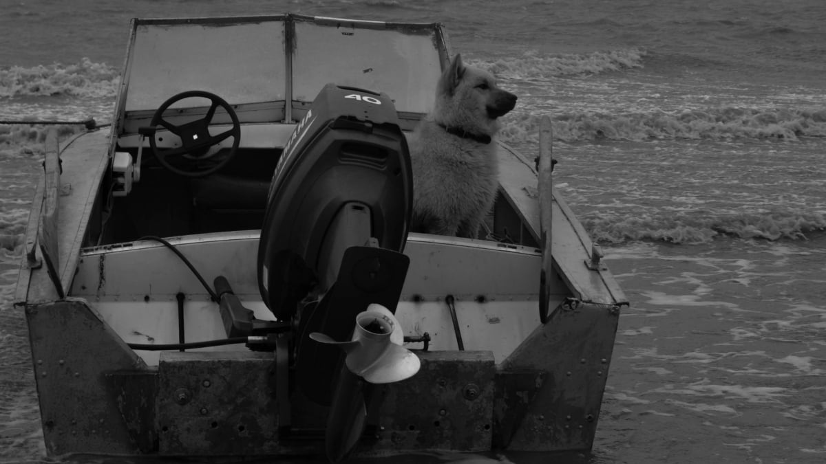 Illustration : "Disparu depuis 2 jours, ce chien a été retrouvé seul sur un bateau à la dérive, moteur en marche"