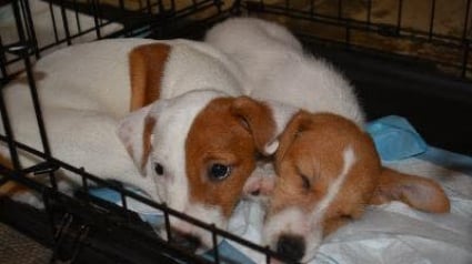 Illustration : Près de 40 chiens maltraités dans une animalerie prennent un nouveau départ placé sous le signe de l'amour