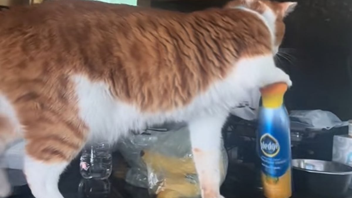 Illustration : "Pour attirer l’attention de son maître, ce chat utilise une astuce redoutable jusqu’à le faire craquer (vidéo) "