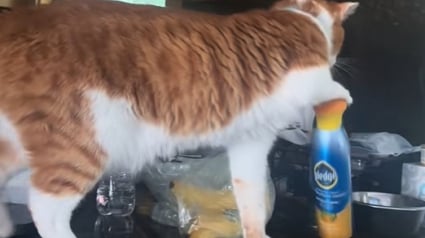 Illustration : Pour attirer l’attention de son maître, ce chat utilise une astuce redoutable jusqu’à le faire craquer (vidéo) 