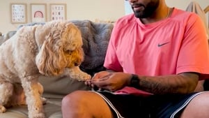 Illustration : "Ce chien, impressionnant par son intelligence, résout la soustraction posée par son maître (vidéo) "