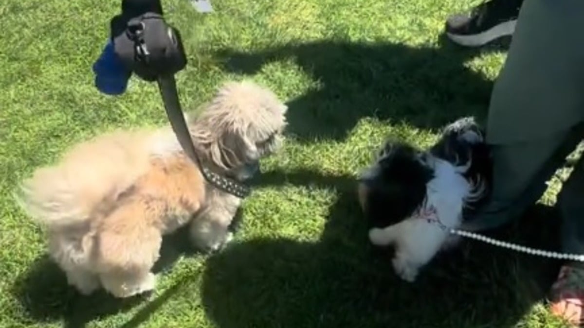 Illustration : "Le moment poignant où un chien au passé difficile tente vainement de se faire des amis au parc (vidéo)"