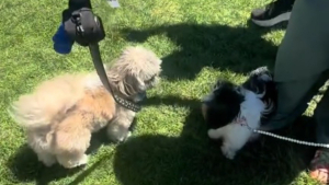 Illustration : "Le moment poignant où un chien au passé difficile tente vainement de se faire des amis au parc (vidéo)"