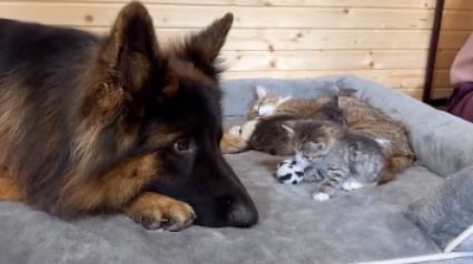 Illustration : Ce Berger Allemand hyperactif se calme radicalement en rencontrant une portée de chatons dont il veut prendre soin (vidéo)