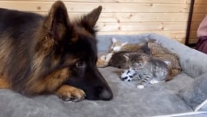 Illustration : "Ce Berger Allemand hyperactif se calme radicalement en rencontrant une portée de chatons dont il veut prendre soin (vidéo)"