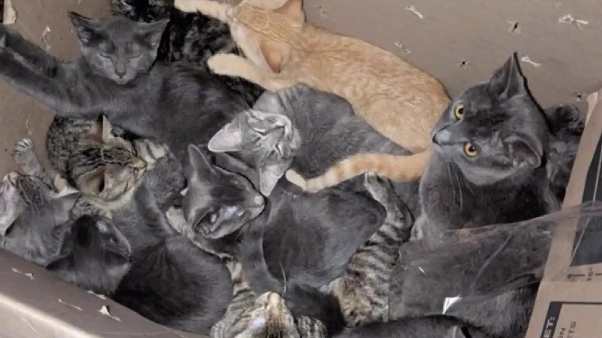 Illustration : "Découverts dans une ruelle, 15 chatons sont sauvés par des policiers grâce à une promeneuse vigilante (vidéo)"
