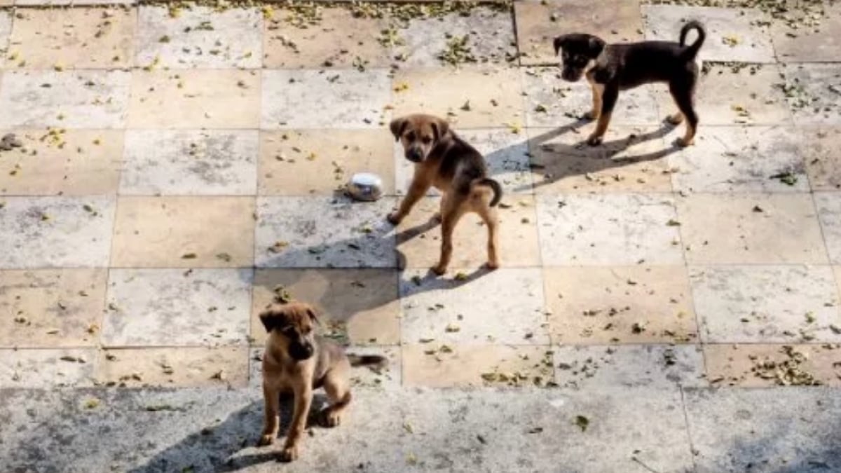 Illustration : "La journée de cette enseignante a été bouleversée par l’arrivée en trombe de 7 chiots très dynamiques devant son lieu de travail (vidéo)"