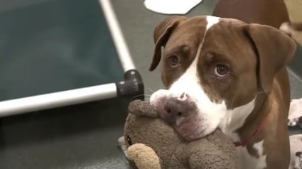 Illustration : L'amour débordant qu'a cette chienne pour les peluches lui a permis de quitter le refuge par la grande porte (vidéo)