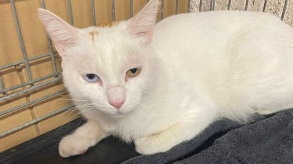 Illustration : Disparu l'hiver dernier, un chat réapparaît à 150 km alors que sa maîtresse croyait l’avoir perdu pour toujours