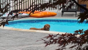 Illustration : "« Quel gentil voisin », un chien se faufile dans une propriété privée et se jette dans la piscine pour lutter contre la chaleur étouffante (vidéo)"