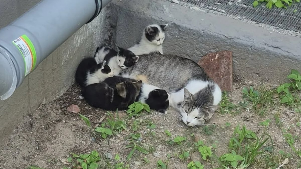 Illustration : "Tombés à travers une grille, des chatons retrouvent leur mère et une vie hors des rues sauve grâce à une équipe de secouristes"