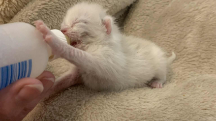 Illustration : « Il a un esprit combatif », un chaton orphelin lutte pour grandir après la perte tragique de ses frères et sœurs auprès de sa famille d'accueil